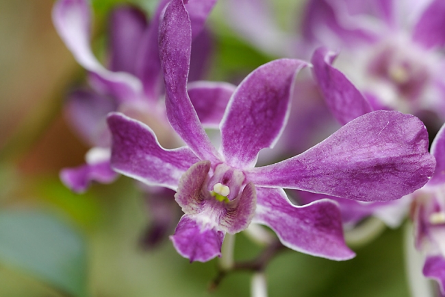 Fleurs Nanthawan Aout 2010-039